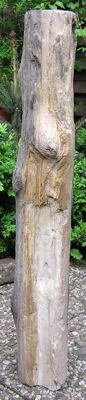 Versteinertes Holz aus Indonesien / Java